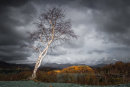 Silver Birch