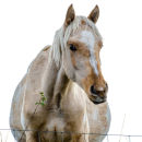 Horse ?