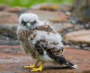 Young Kestral