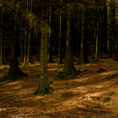 Into the Woods.