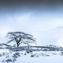 Tree on the Pass.