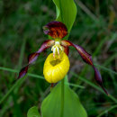 Lady's Slipper Orchid