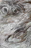 Old Tree stump.