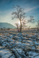 On the Limestone Pavement.
