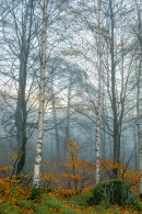 Misty Woods 2.