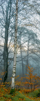 Misty Woods 3.