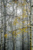 Misty Woods 1