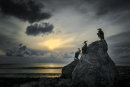 Morecambe Cormorants.