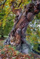 Old Chestnut Tree
