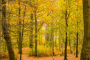 Autumn Colours 3