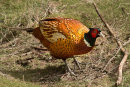 Pheasant