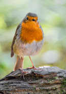 Poser.