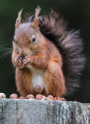 Squirrel #9