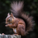 Squirrel #1