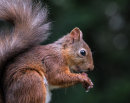 Squirrel #2
