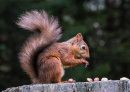 Squirrel #3