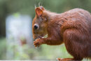 Squirrel #4
