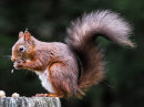 Squirrel #5