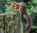Squirrel #7