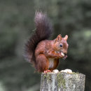 Squirrel #8