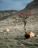 Tree growing out of Rock