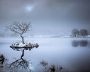 Lonely Tree.