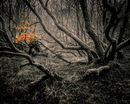 In the Spooky Wood.