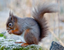 Red Squirrel
