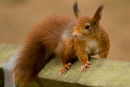 Red Squirrel