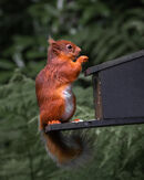 Red Squirrel
