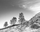Three Trees