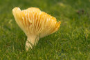 Toadstool 1