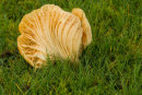 Toadstool 2