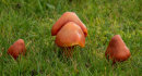 Waxcaps