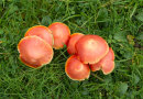 Waxcaps