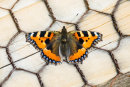 Painted Lady.