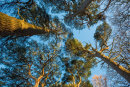 Tree Tops