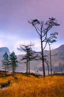 Blea Tarn Trees