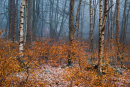In Penny Rock Wood