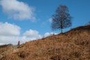 Hiker & Tree