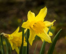 Daffodil