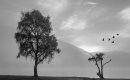 Thuough the Mist