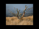 Dead Tree.