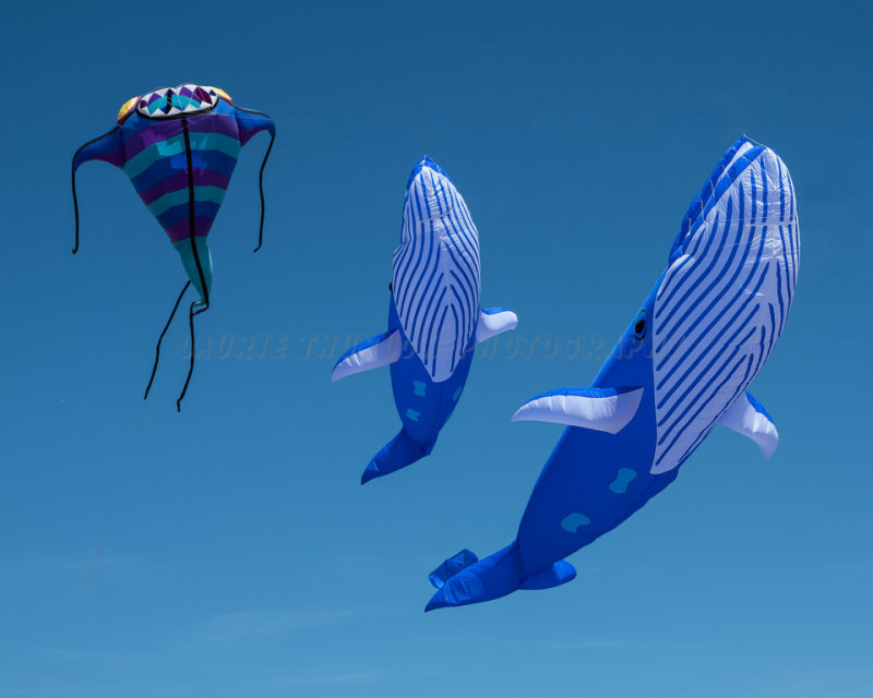 There Be Whales.