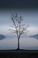 Tree at the Lake.