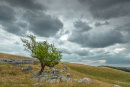 Windswept Tree, Windskill.