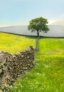 Yellow Meadow.