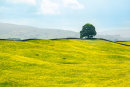 Meadow.