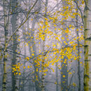 Last Leaves.