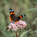 Red Admiral